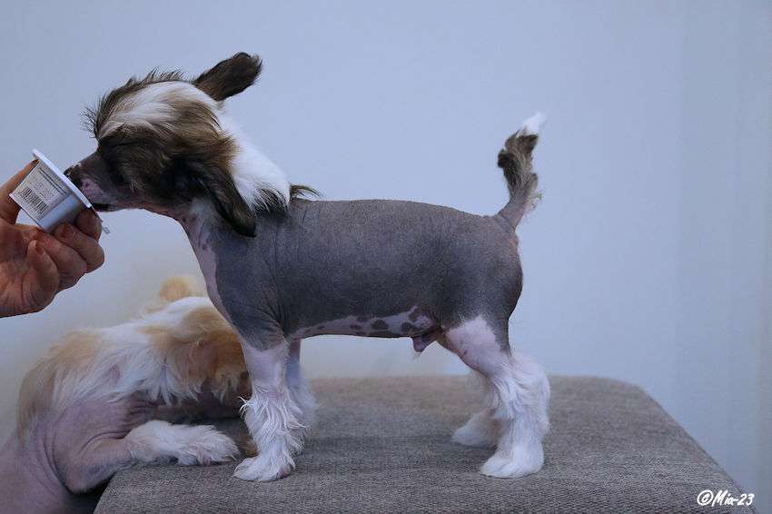 Tirlittan Your Dreams Come True