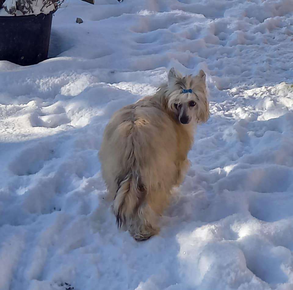 Dishi Dai Sweet Dream River