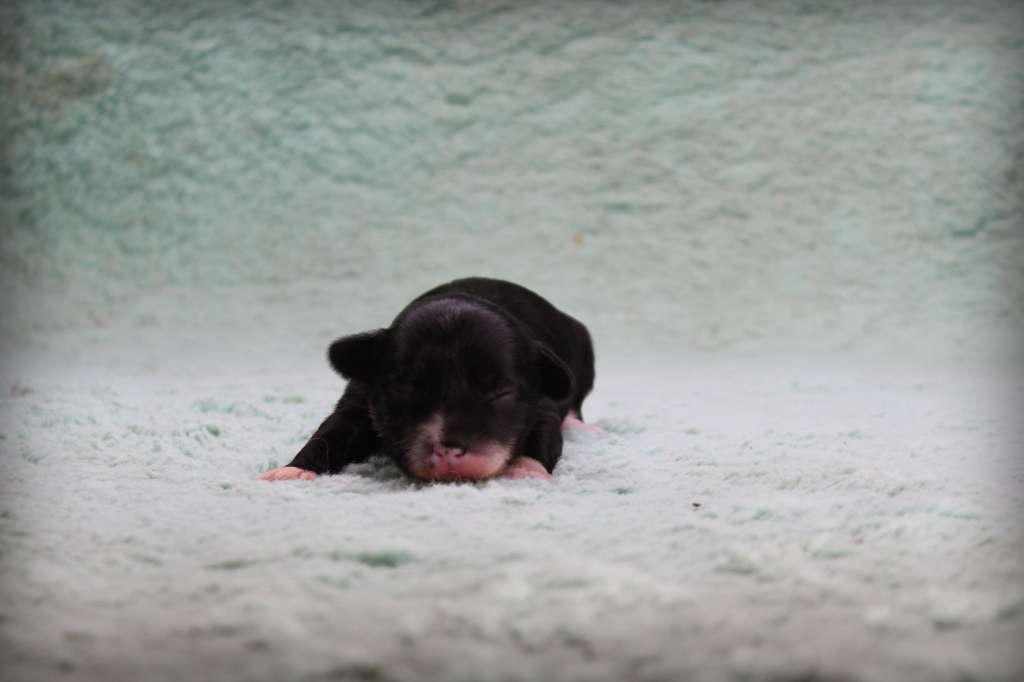 Valentine's Breeze Am-Ju-Ma FCI