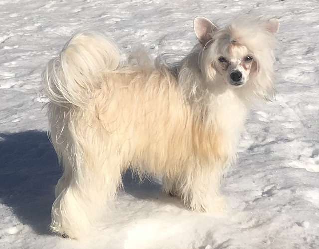 Renegades Too Hot to Trot