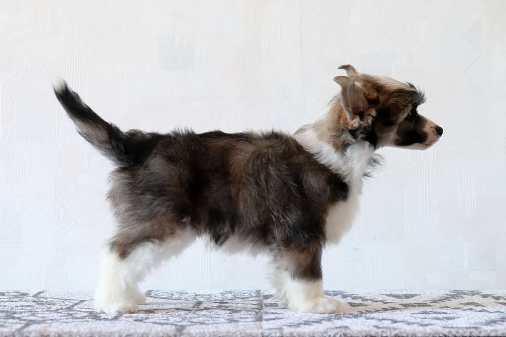 Triumf Navik El Tiola