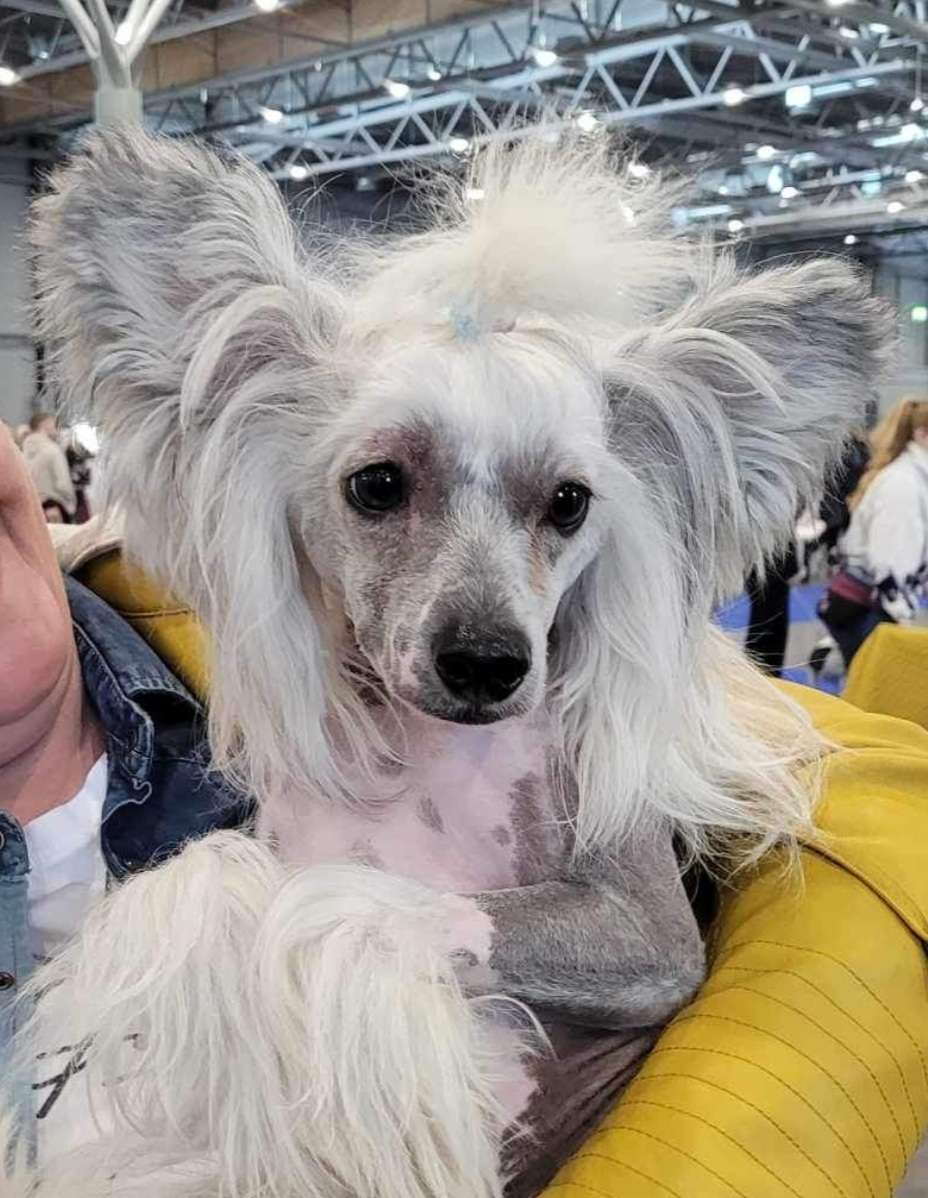 Joui Joey z Jaromerského panství