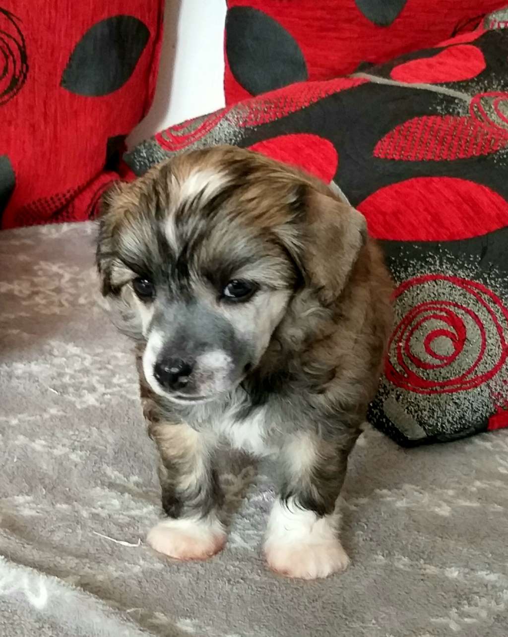 Nathan Narius Avokaduh