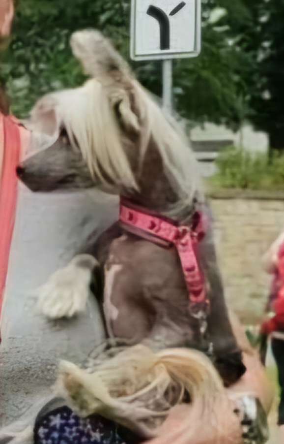 Narnia Susan  Avokaduh