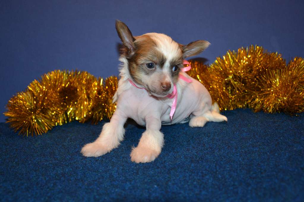 Feeriya Magic Pamira