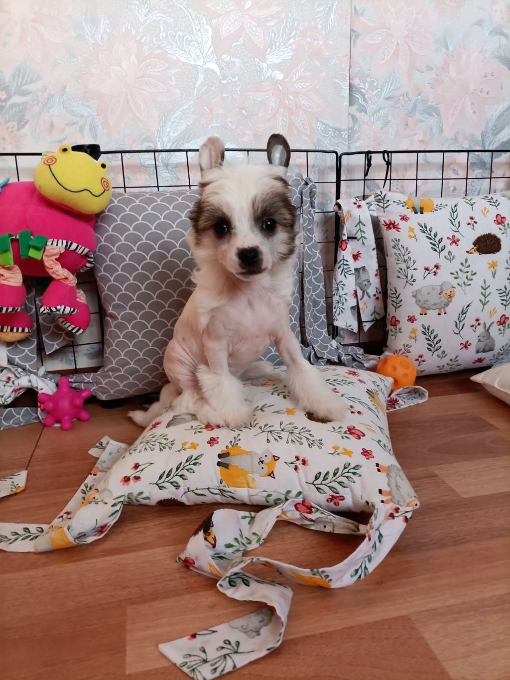 Kovimoti Panis Olivier Ligier