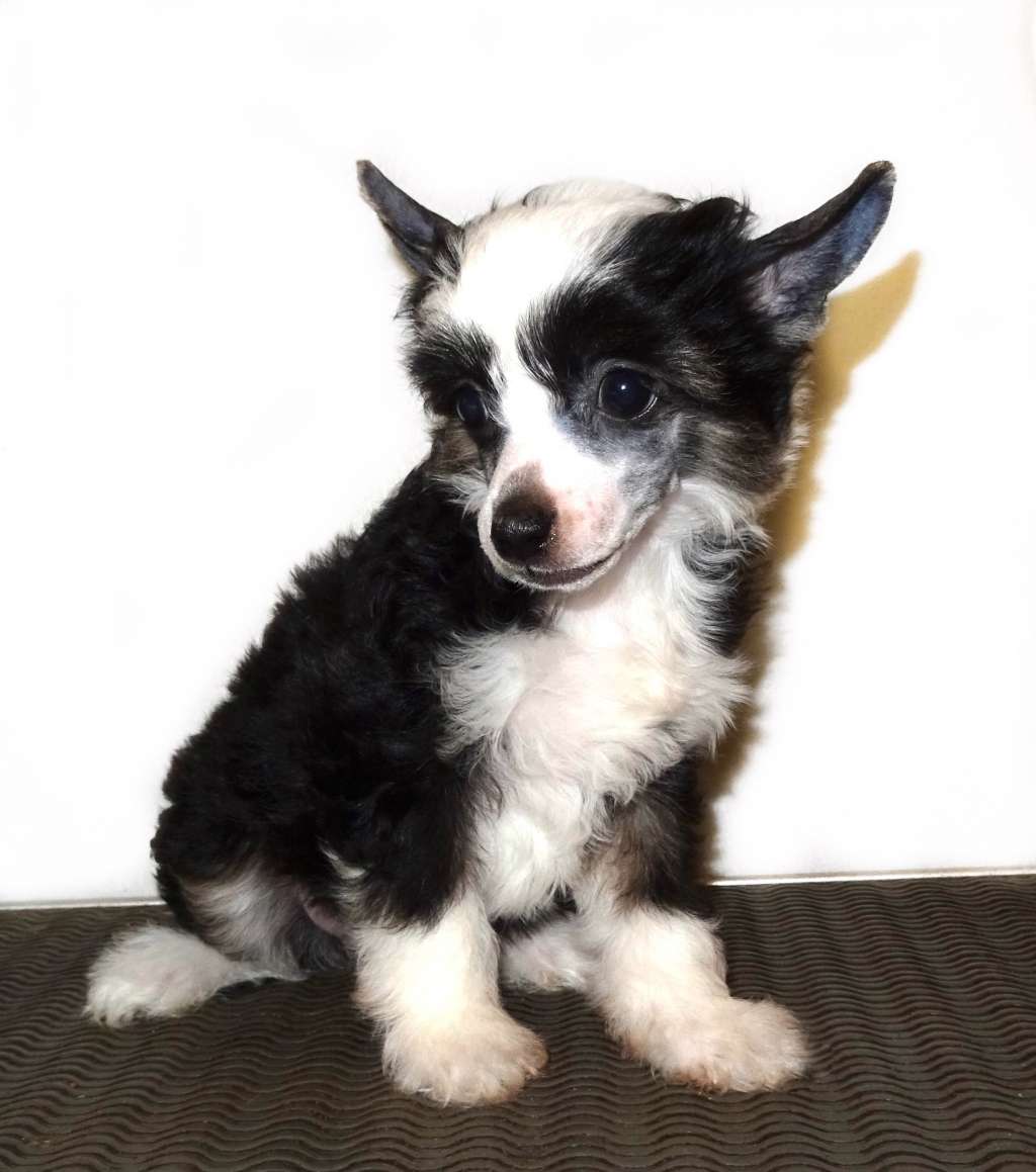 Tabitha Diamond of the Night