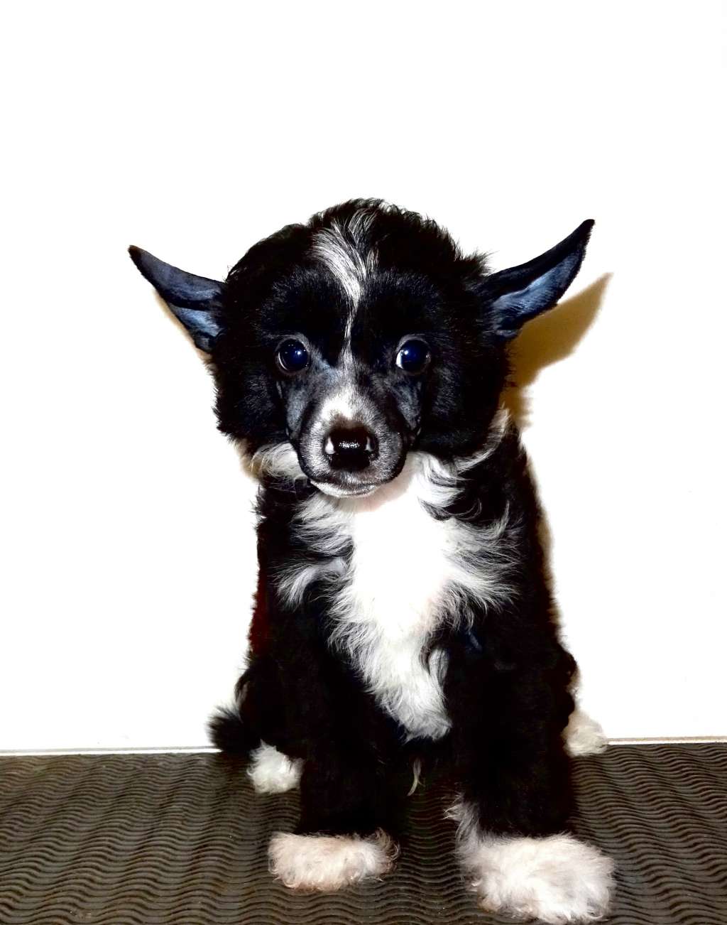 Teddy Diamond of the Night