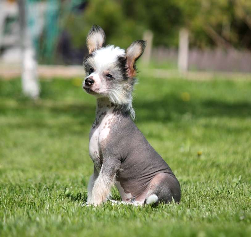 Emerald cute pebble dlya  Liris