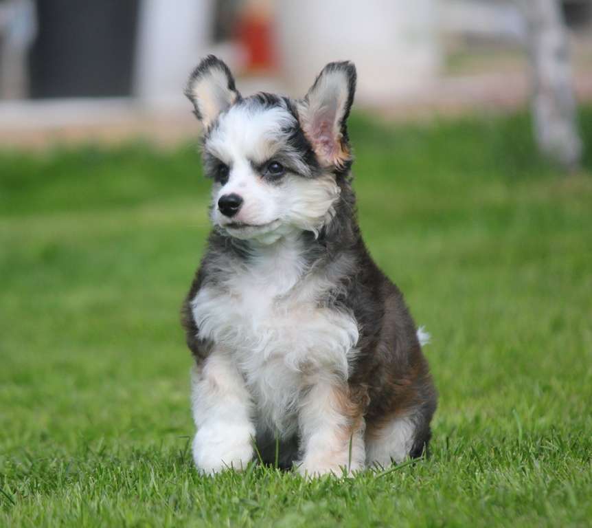 Erodikta Paloma  dlya Liris