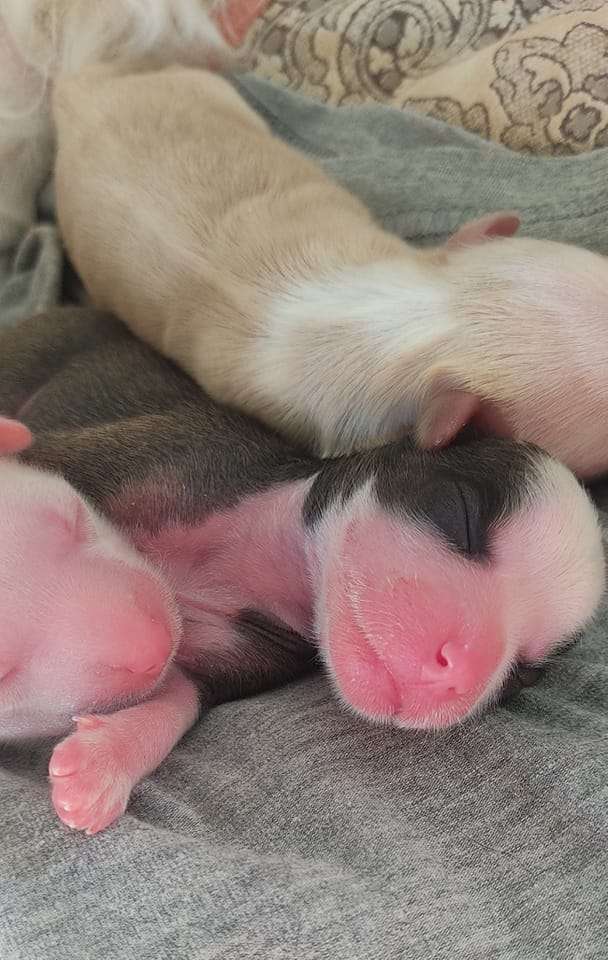 Sol'tanto Cherry-pie