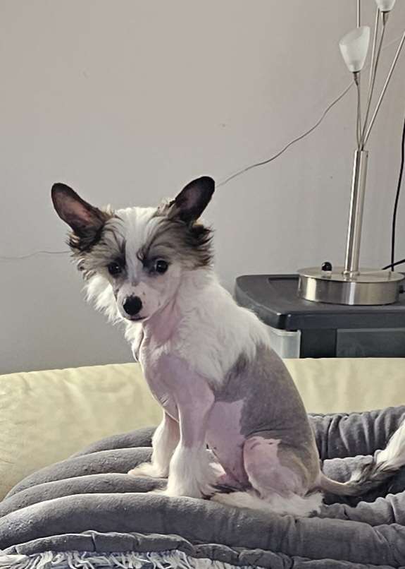 Zwabber Little Charmings