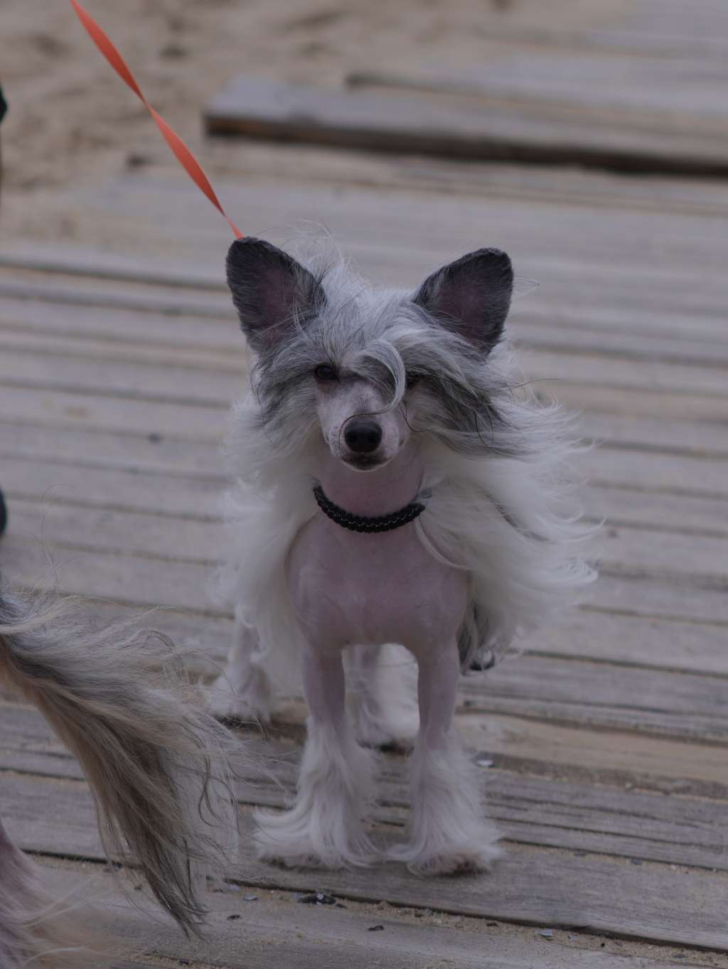 Ch.Sol'tanto Showman