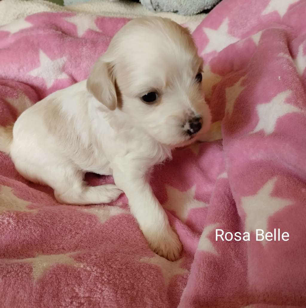 It's Rosa Belle von Blühmchen