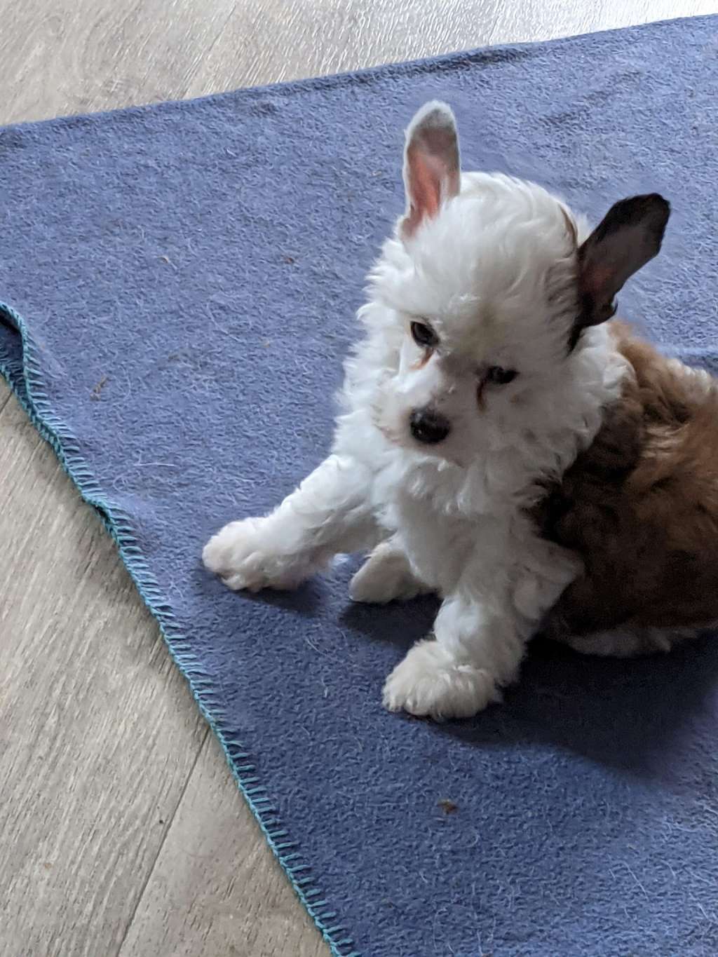 Amira vom Engelsdörfchen