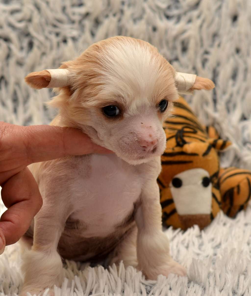 Uveline Garden Roses