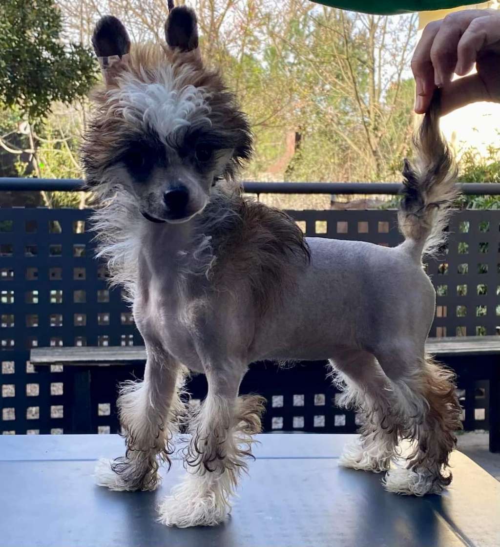 Chic To Chic Caviar Tourbillon Tsavorites