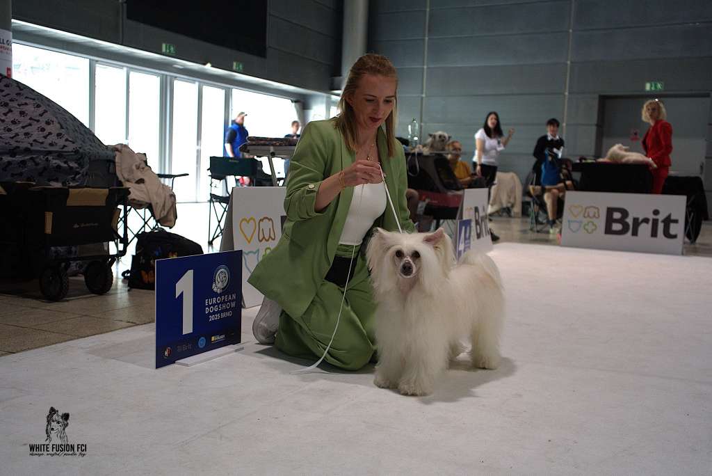 Fabricio Collini Tambarann