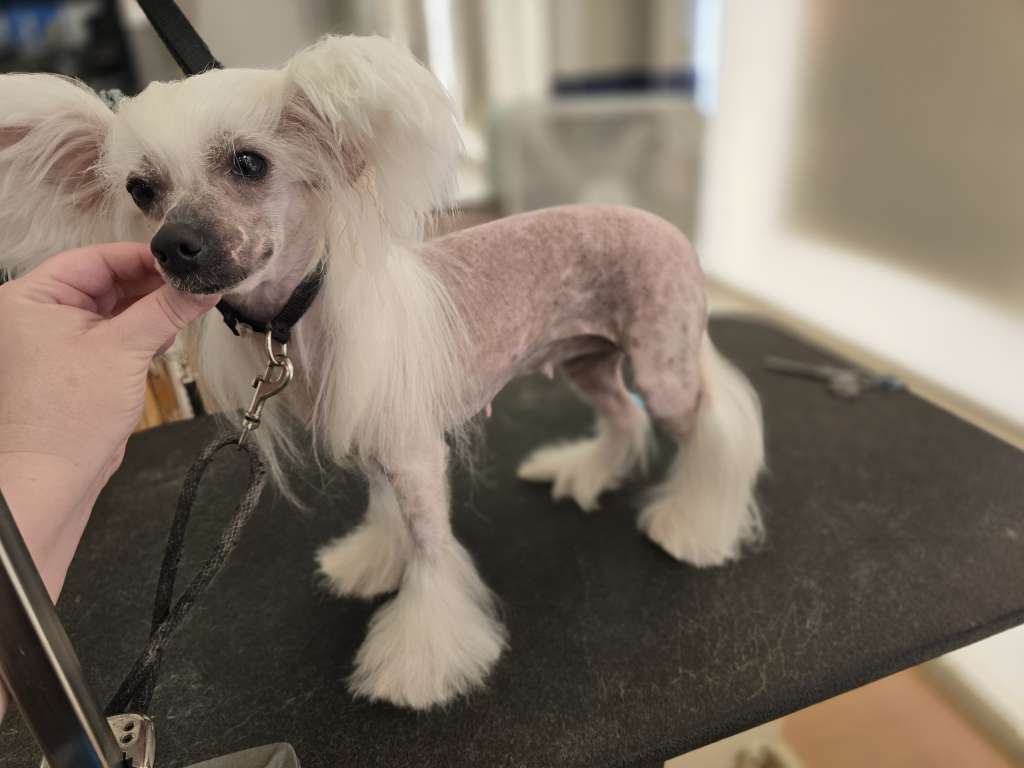 Marfa Dneprovskoye Solntse