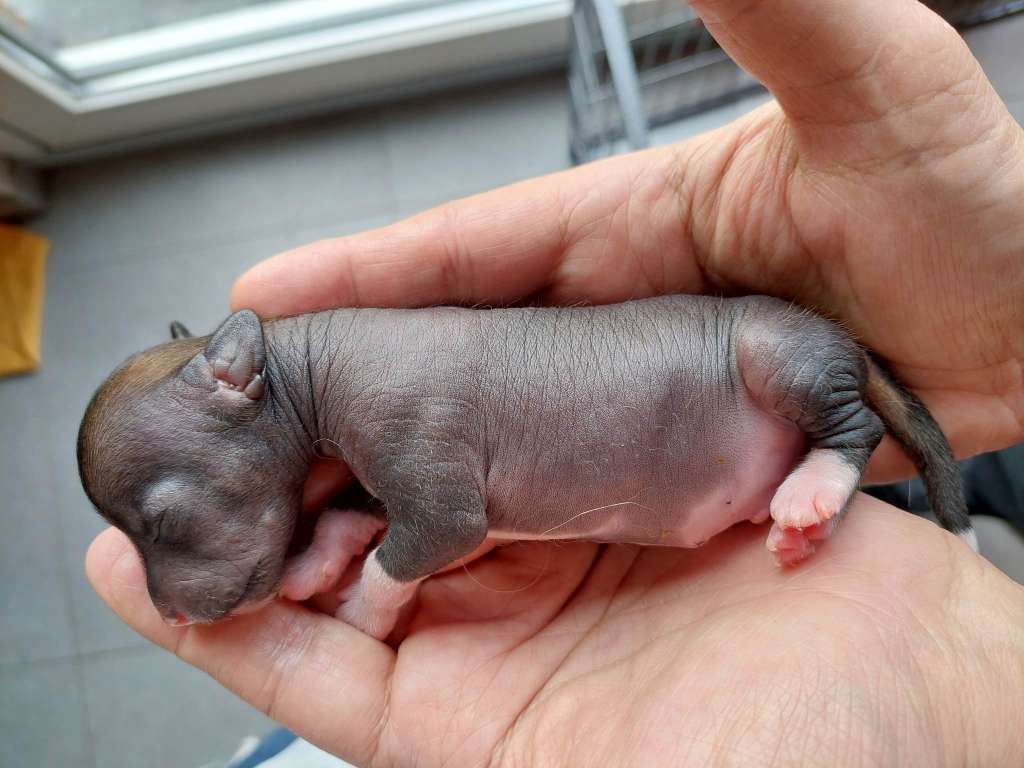 Zero Tolerance Warlock