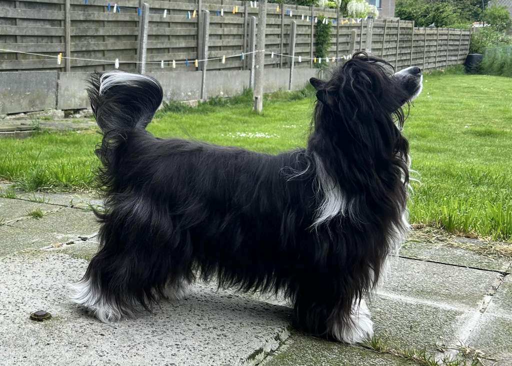 Zero Tolerance Warrior Princess