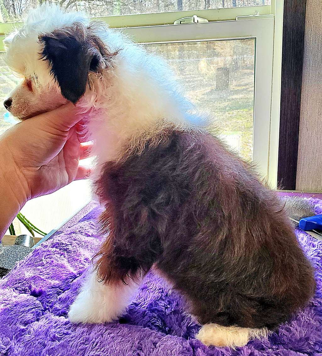 Fabuils Give Me Smore