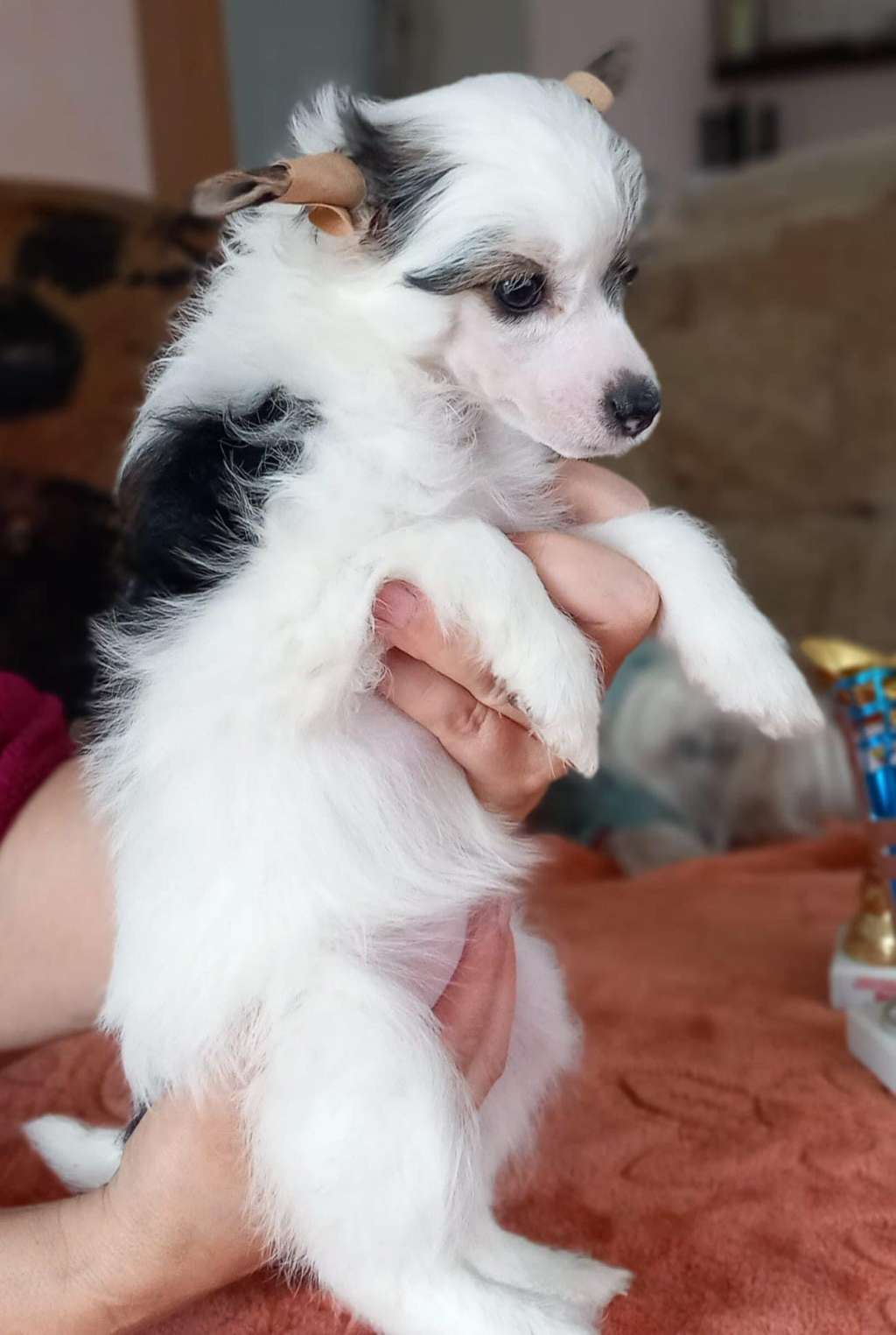 Accera LinLit Blessed