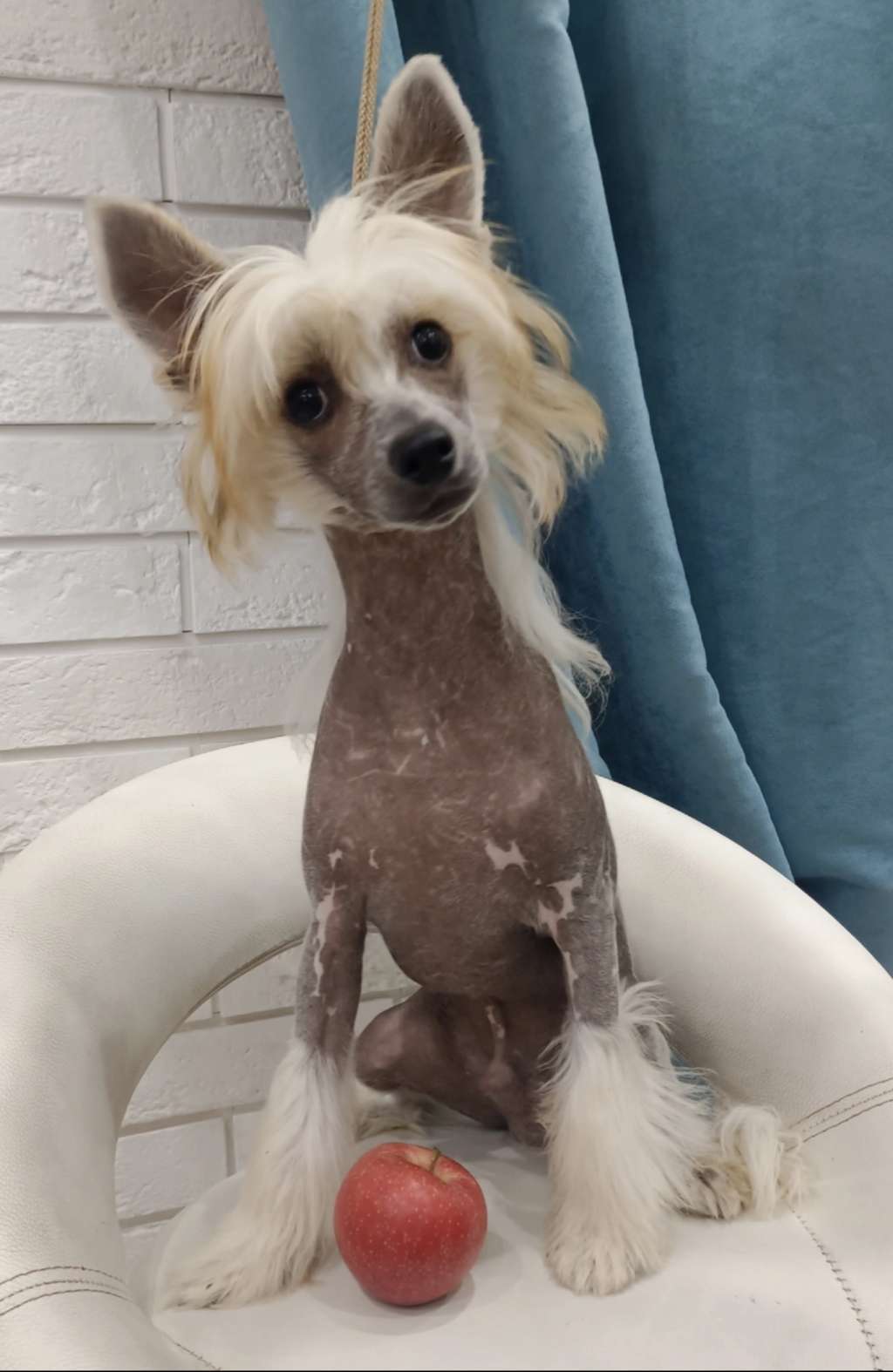 Ilatani Style Oliver