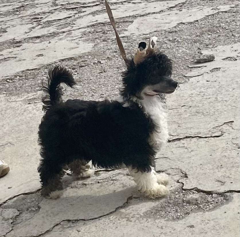 Chic to chic Opera Scarface Black