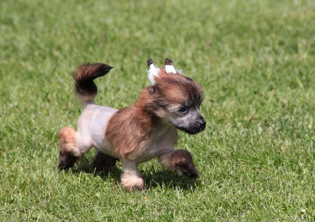 Free Fire Ilariya Familnaya Czenost