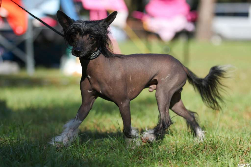 Luch's Black Guardian Akio