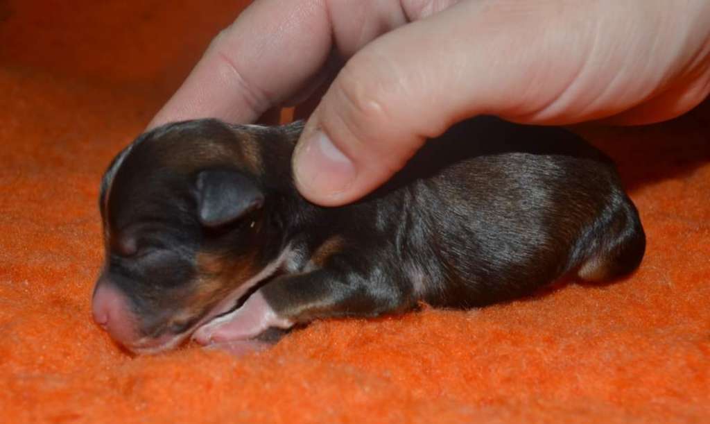 Luch's Black Guardian Benkei