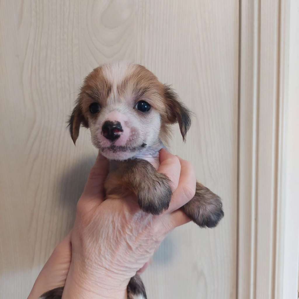 ChinoPata's Tucker The Trucker