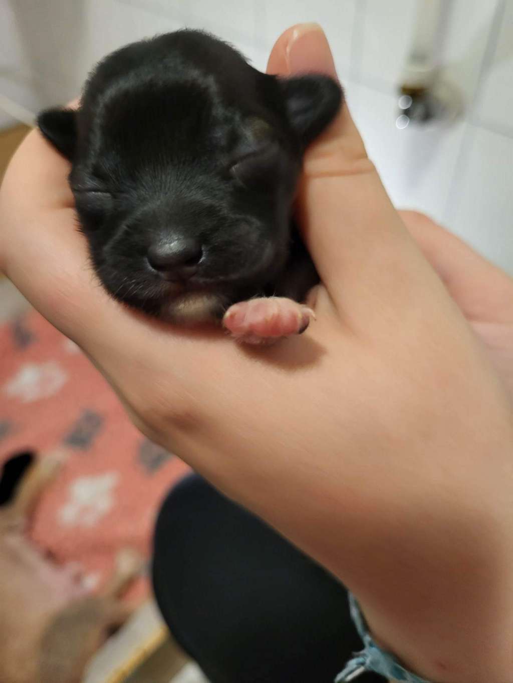 Smal Island dogs Busy Bee