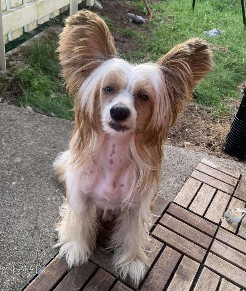 Smal Island dogs Albus Astolfo