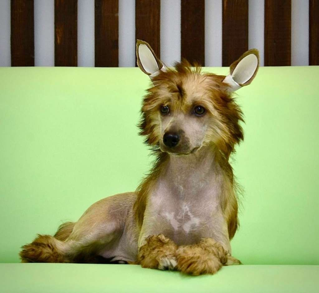 Aurum Time Gold Mustang