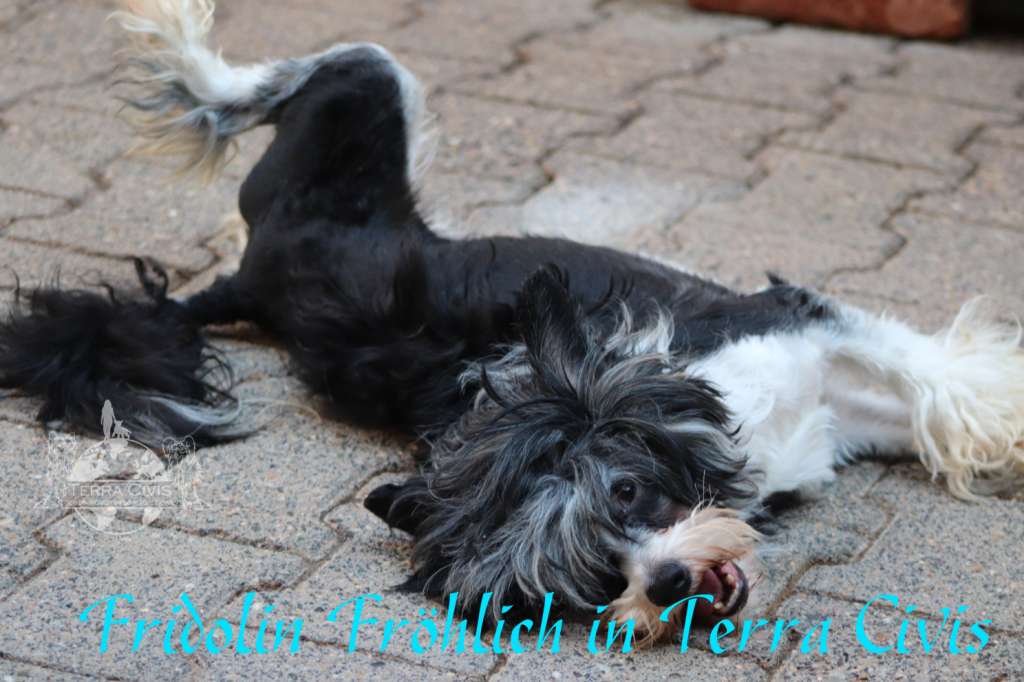 Fridolin Fröhlich in Terra Civis