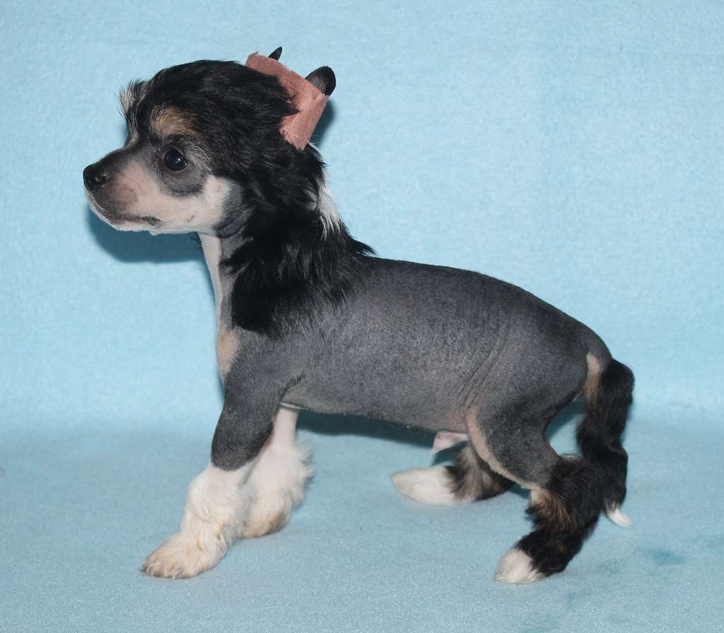 Guru of live de Almamasan