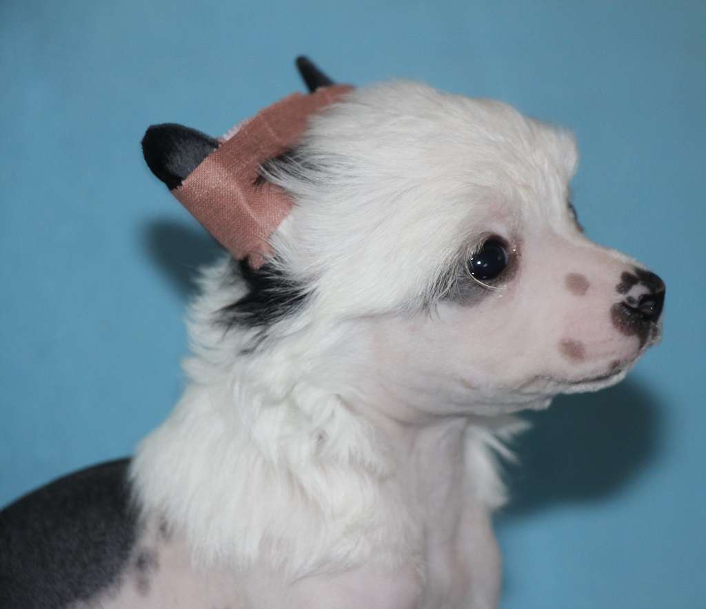 Gosth princess de Almamasan