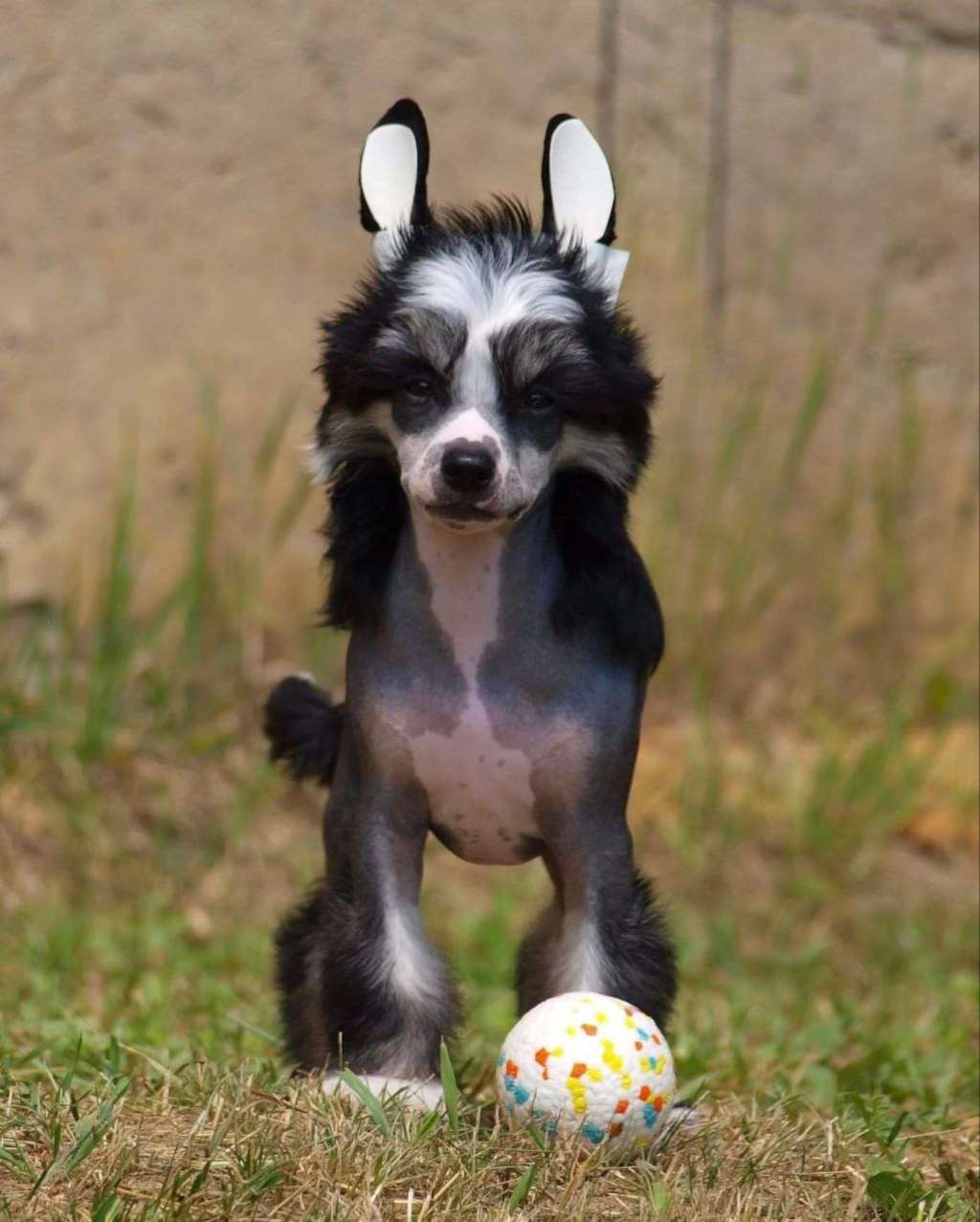 Anna Sky Kennel Rio Dolce Vita