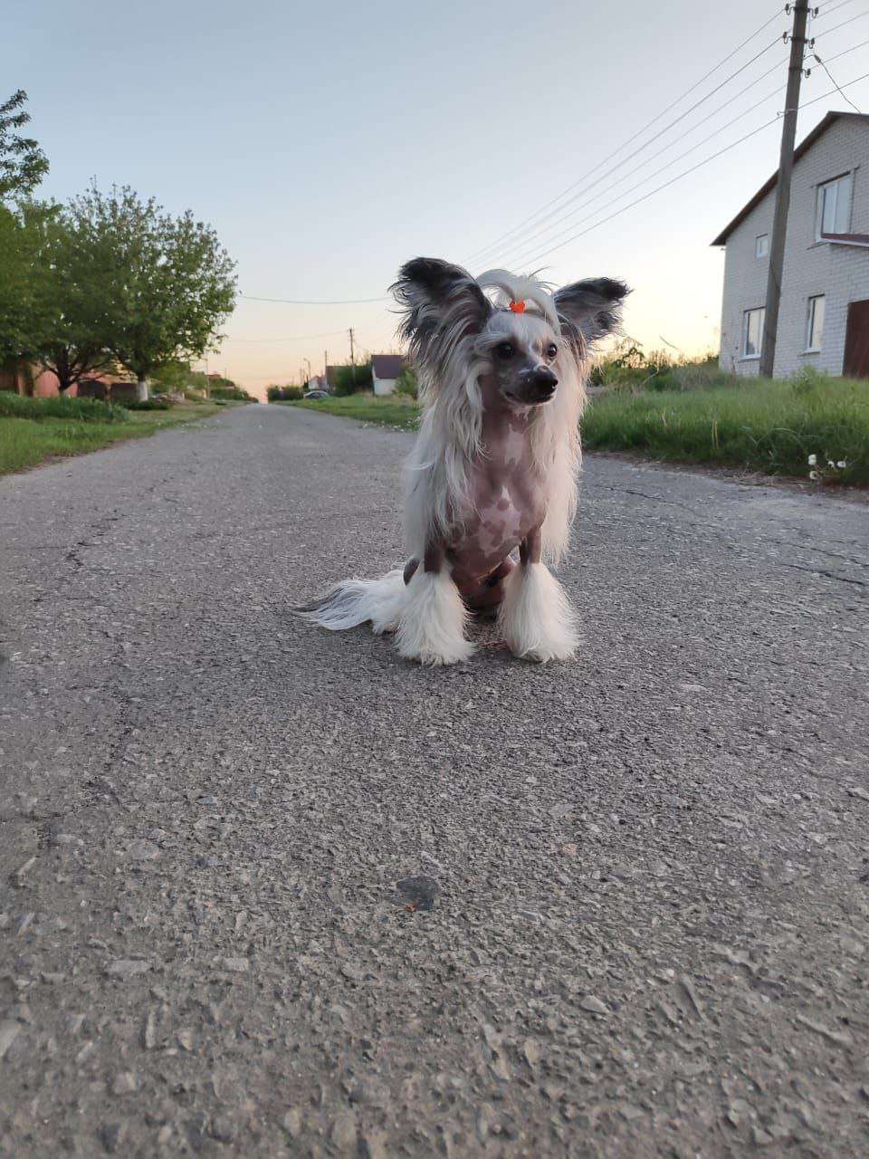 Anna Sky Kennel Ruby Red Gold