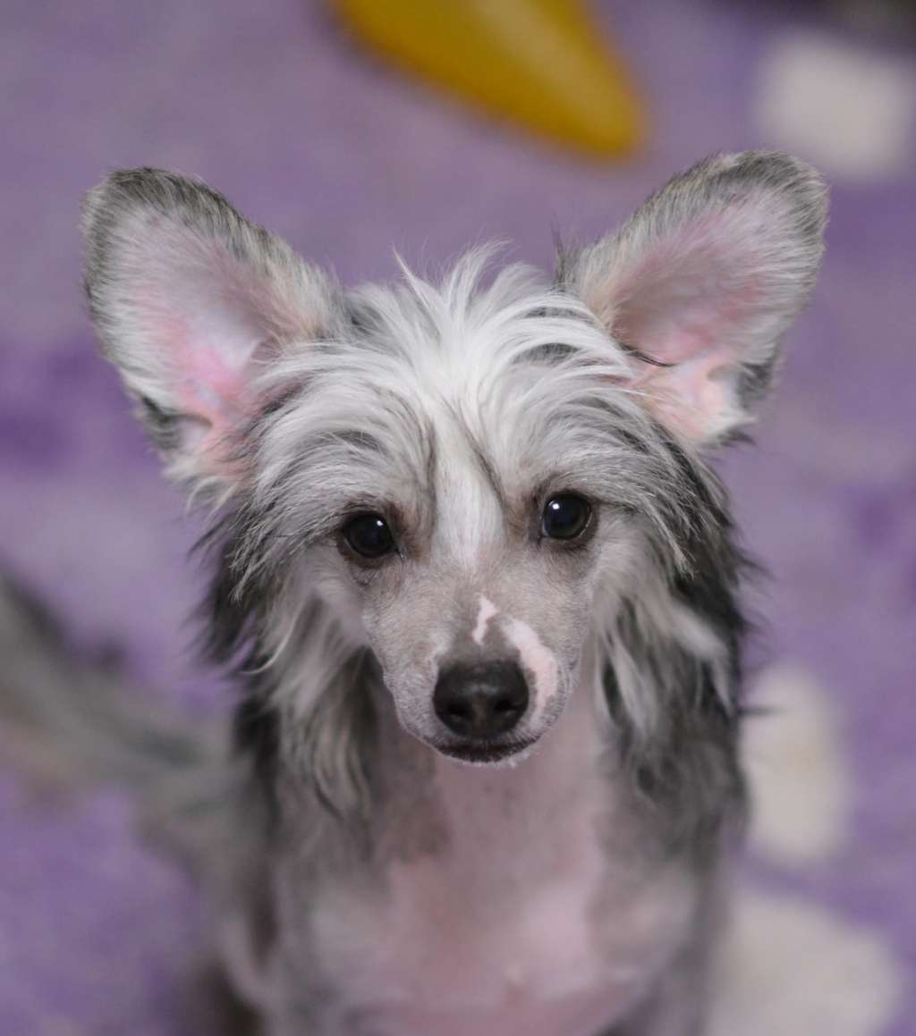 Zoom Zoom iz Sozvezdiya Khana