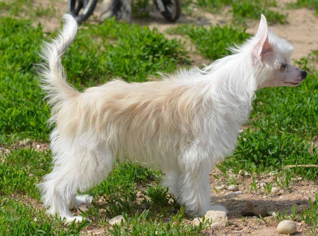 Zefir iz Sozvezdiya Khana