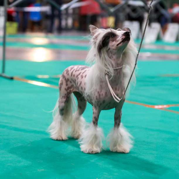 AkDeniz Galatea Of Salvador Dali