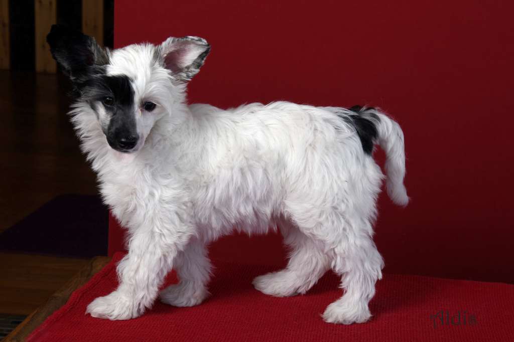 TnTcrested Abracadabra it's Magic