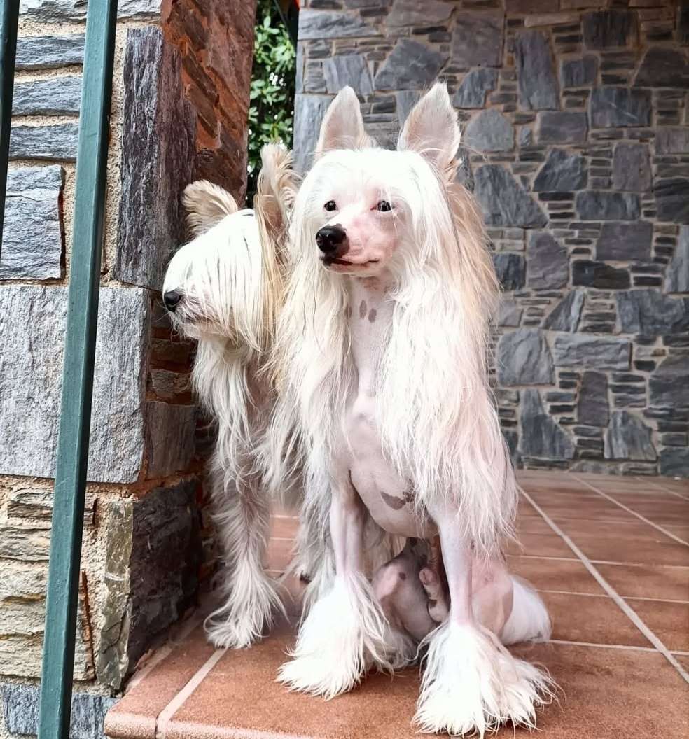 Volcancrest Igolki Rocco