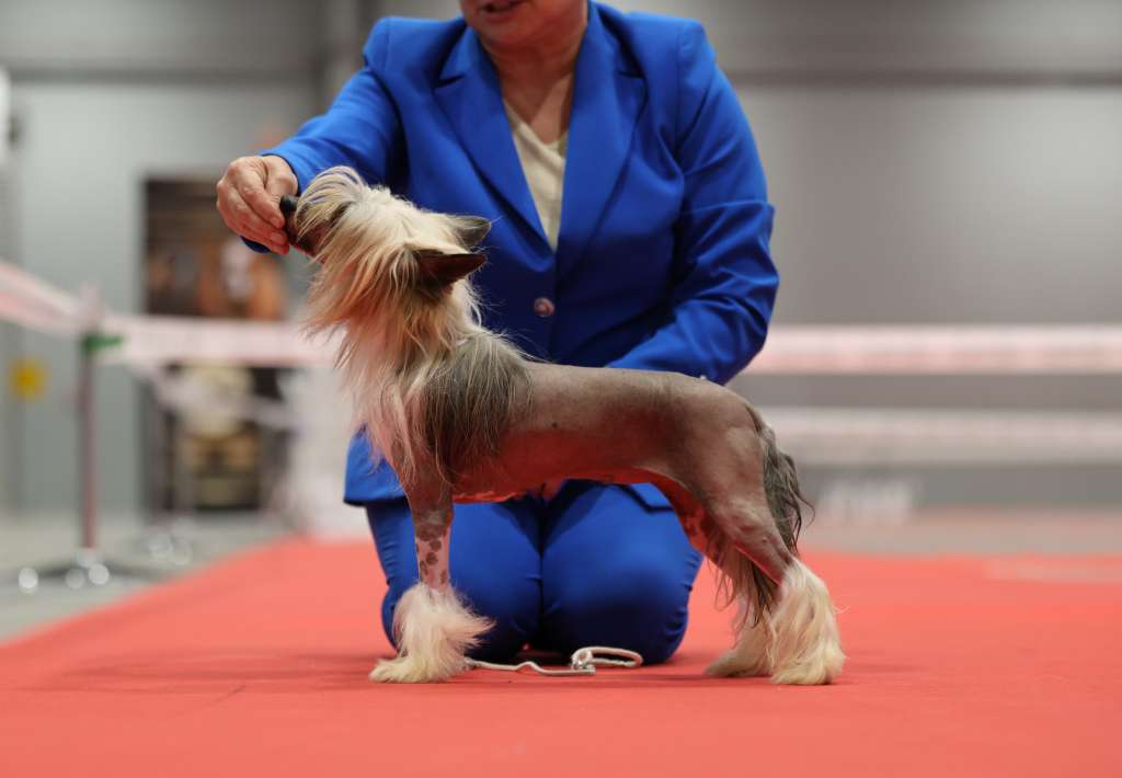 Cruella De Mon Z Wolki Poland (FCI)