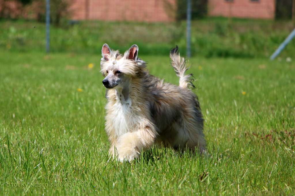 Dacey De Sothis (duplicate)