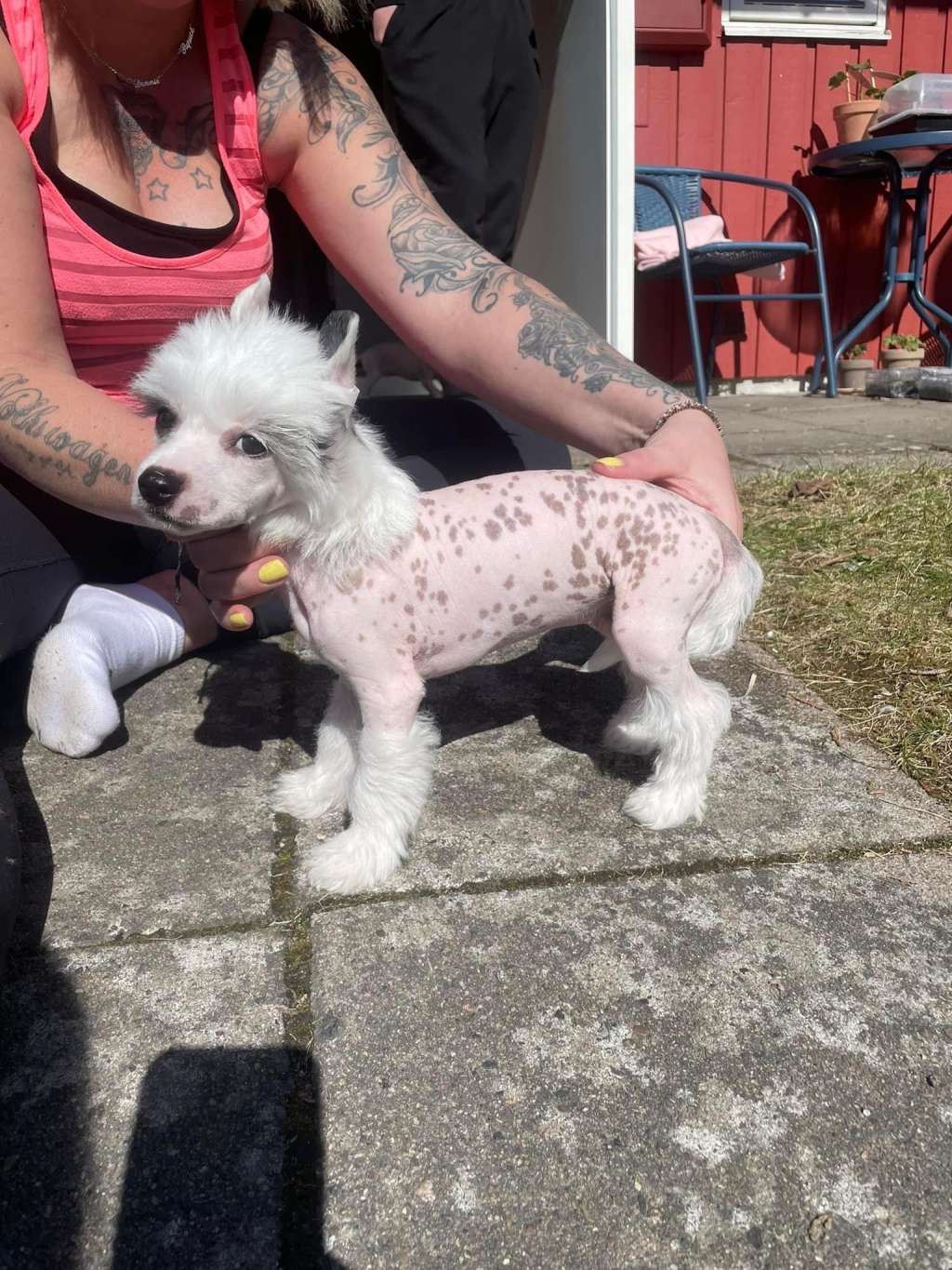 Black Rock Cresteds Refuzion