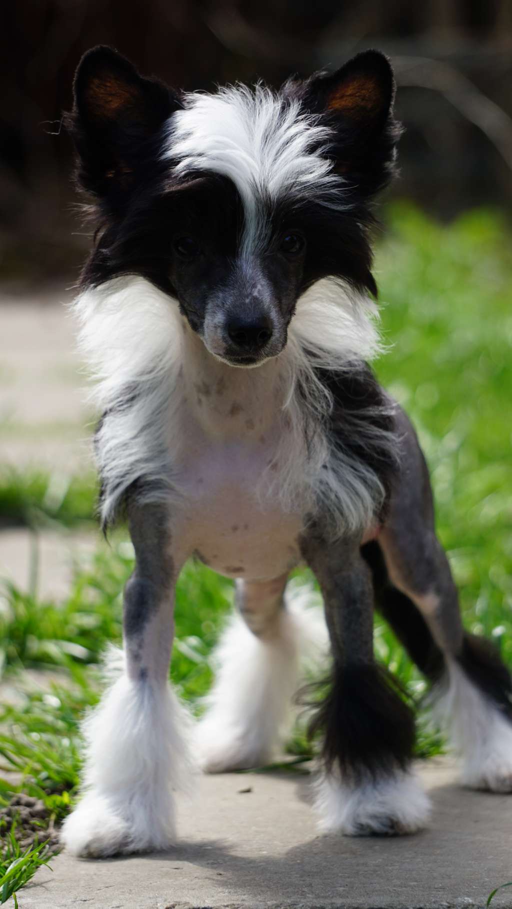 Vanda Planet Of Dream